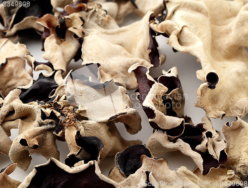 Image of Black fungus