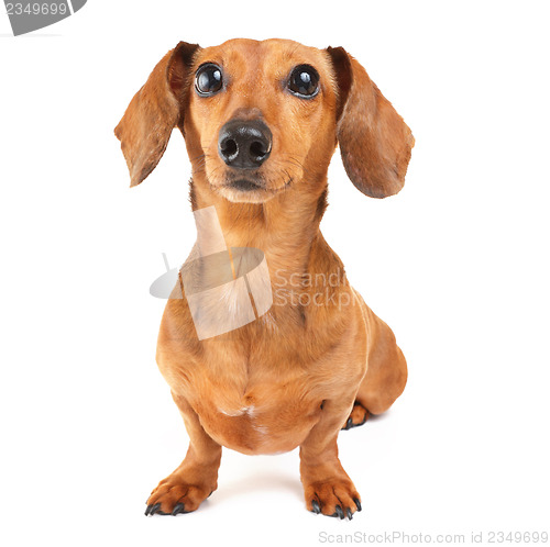 Image of Dachshund dog portrait