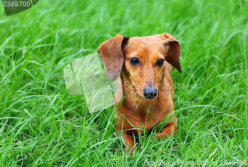 Image of Dachshund dog on grass