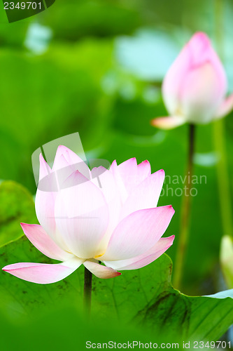 Image of Lotus pond