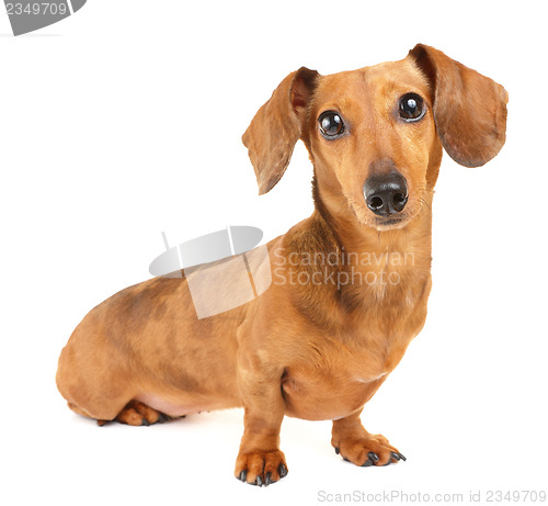 Image of Dachshund dog portrait 