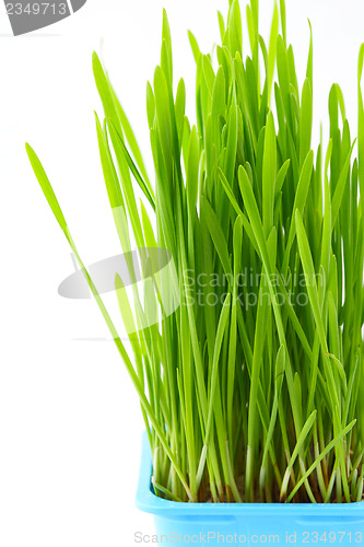 Image of Wheatgrass in flowerpot