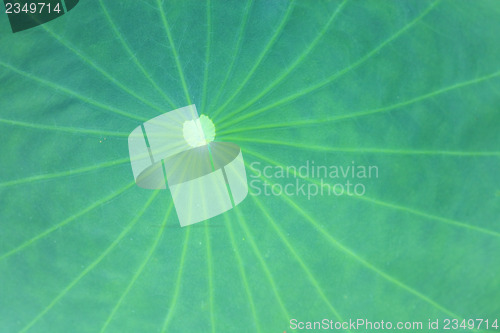 Image of Lotus leaf 