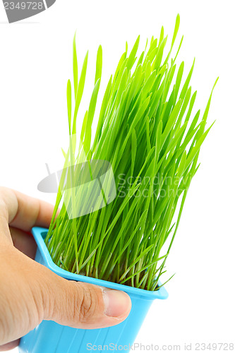 Image of Hand hold flowerpot with wheatgrass