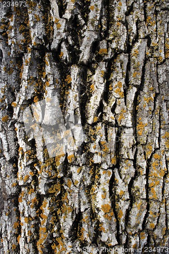 Image of Mossy bark background