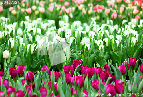 Image of Colorful tulips field 