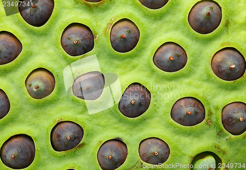 Image of Lotus seeds pod close up