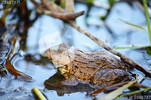 Image of Frog in pond