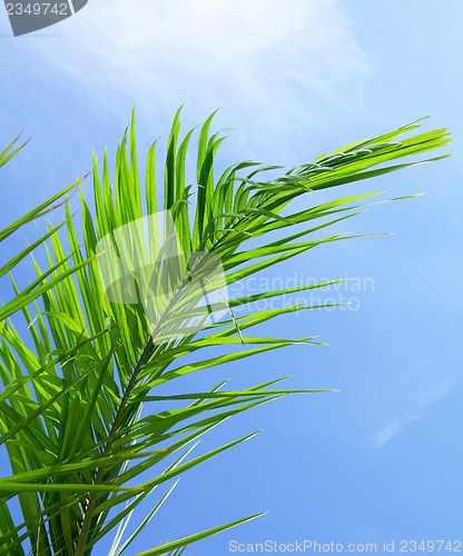Image of Green leaf of coniferous tree under blue sky