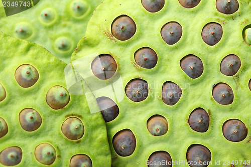 Image of Lotus seed pod