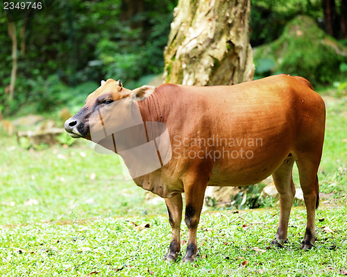 Image of Cattle