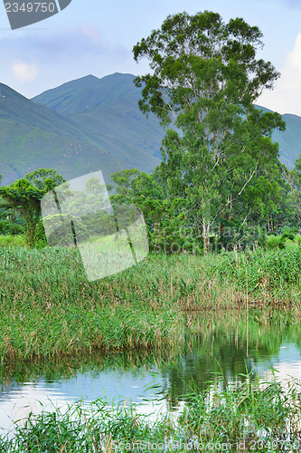 Image of Wetland