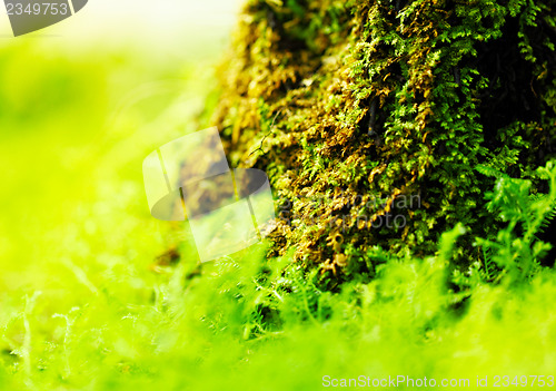 Image of Green moss