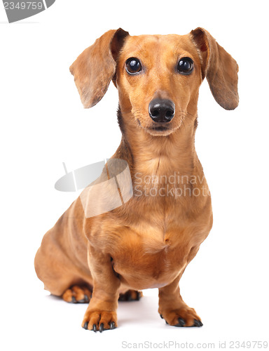 Image of Dachshund dog