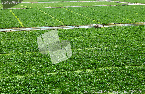Image of Field