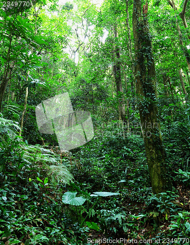 Image of Tropical rainforest 