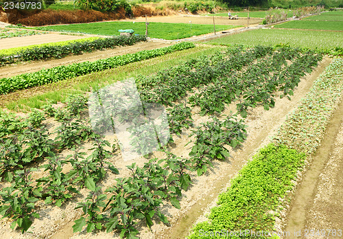 Image of Farm with vegetable