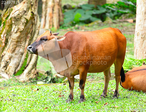 Image of Wild cattle