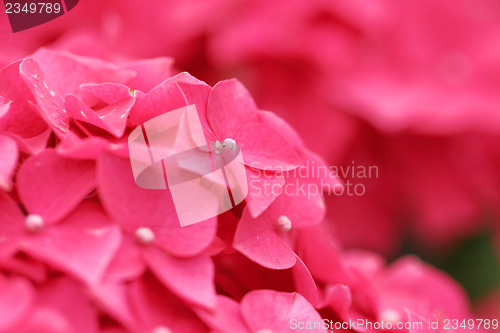 Image of Pink hydrangea flower