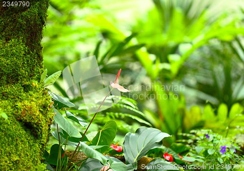 Image of Forest plant