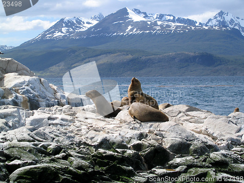 Image of Sea lions