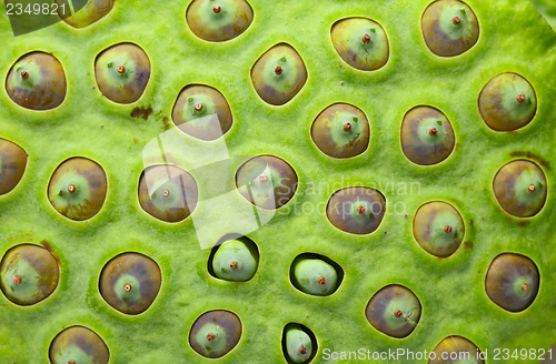 Image of Lotus seed pod close up