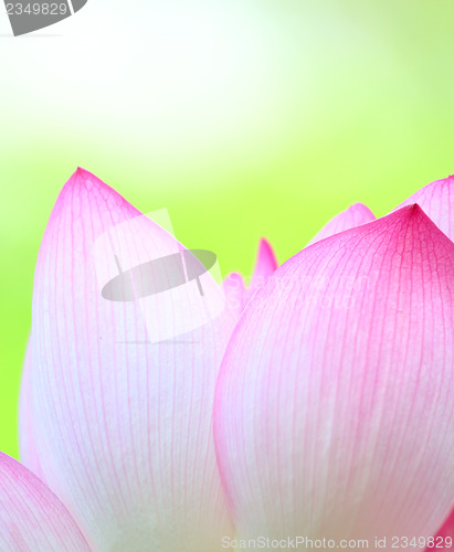 Image of Pink lotus close up