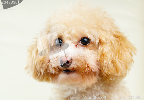 Image of Dog poodle