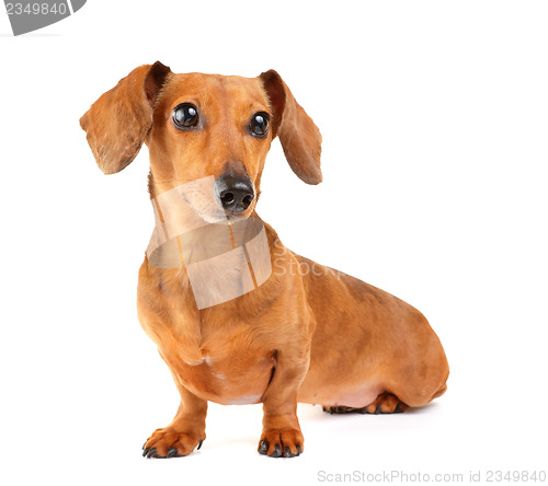 Image of Dachshund dog portrait