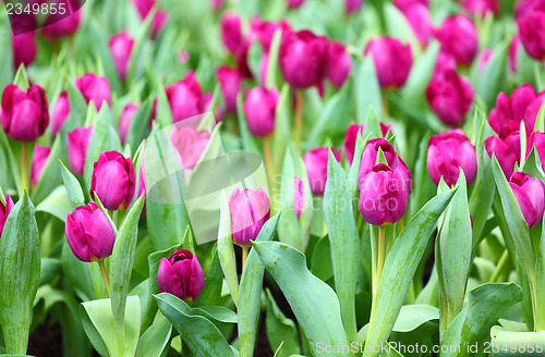Image of Purple tulips flower field