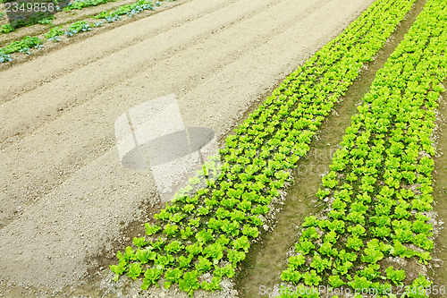 Image of Farm with product