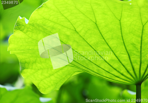 Image of Lotus leaves