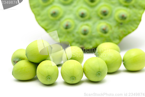 Image of Fresh lotus seeds and pod