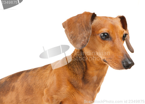 Image of Side view of Dachshund dog