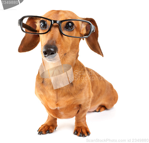 Image of Dachshund dog with glasses