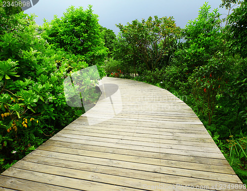 Image of Walkway in forest