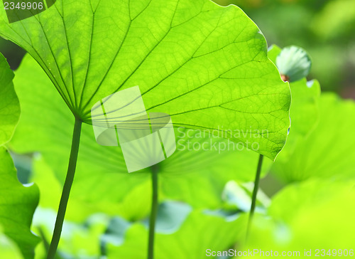 Image of Lotus leaves