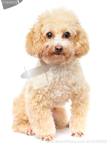 Image of Dog poodle isolated on white background