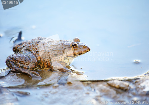 Image of Frog in lake