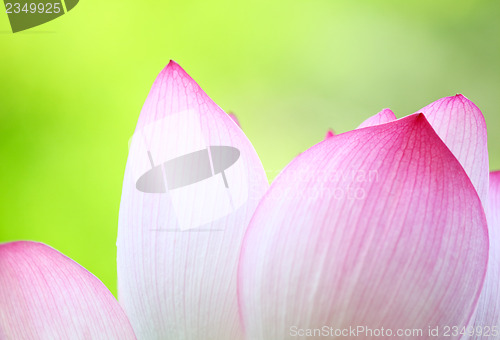 Image of Pink lotus close up