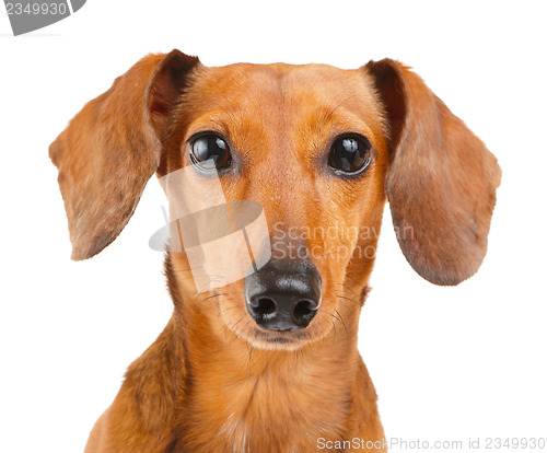 Image of Dachshund dog close up