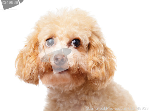 Image of Dog poodle close up