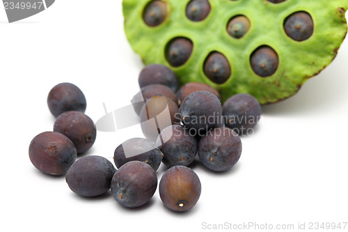 Image of Fresh lotus seeds and pod