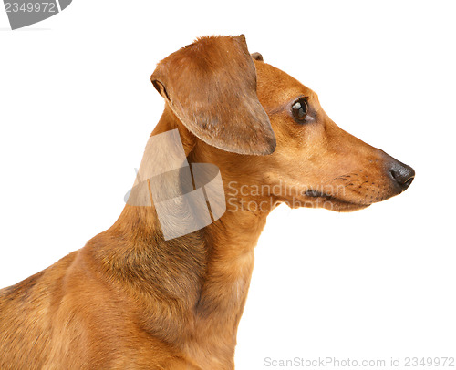 Image of Dachshund dog portrait