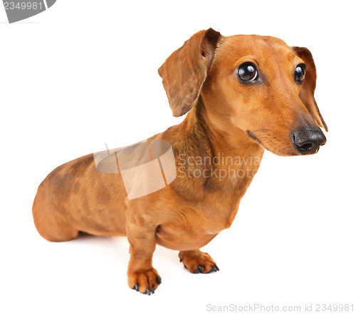 Image of Dachshund dog isolated on white background