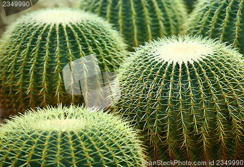 Image of Cactus