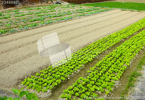 Image of Farm with lettuce 