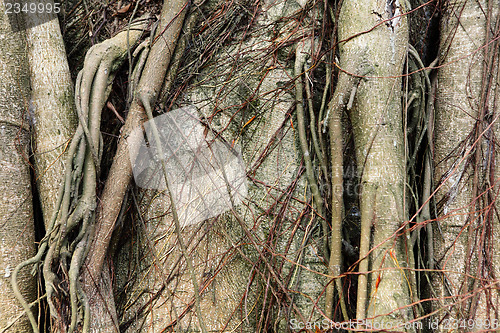 Image of Tree root