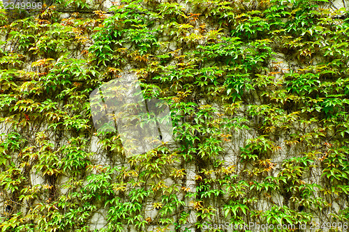 Image of Green wall of Ivy leaves
