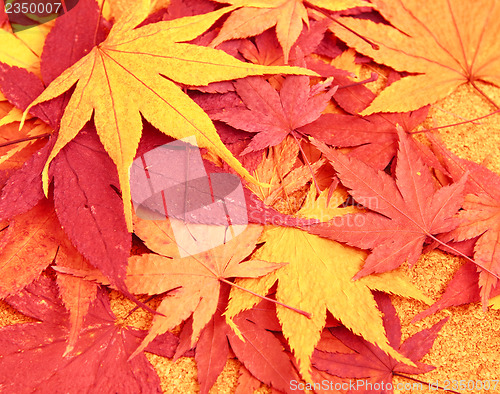 Image of Dried maple